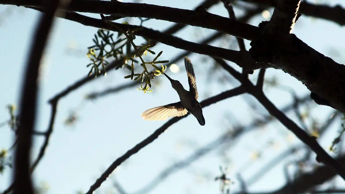 cuartoscuro_colibrí-Margarito Pérez